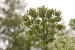 Conioselinum tataricum