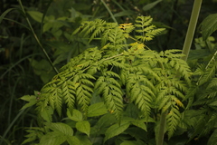 Conioselinum tataricum