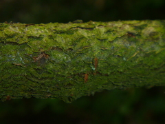 Cotoneaster dielsianus