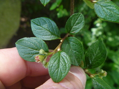 Cotoneaster dielsianus