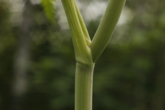 Conioselinum tataricum