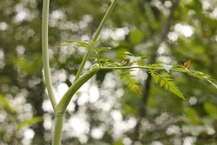 Conioselinum tataricum