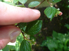 Cotoneaster dielsianus