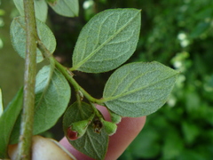 Cotoneaster dielsianus
