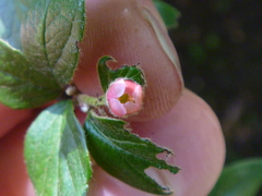 Cotoneaster dielsianus