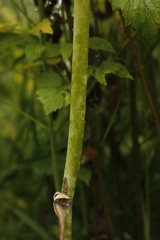 Conioselinum tataricum