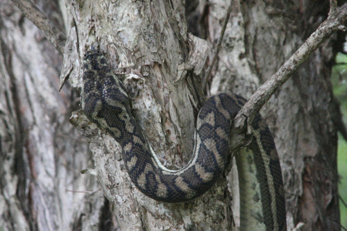 Coastal Carpet Python sighting