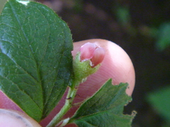 Cotoneaster dielsianus