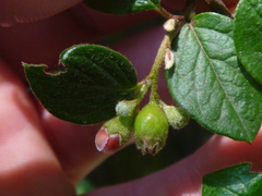 Cotoneaster dielsianus