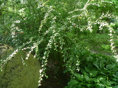 Cotoneaster dielsianus