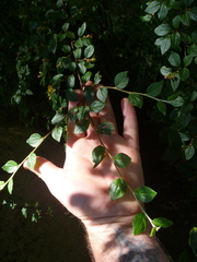 Cotoneaster dielsianus