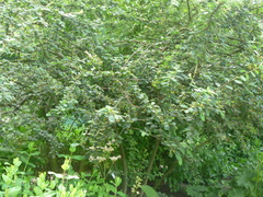 Cotoneaster multiflorus