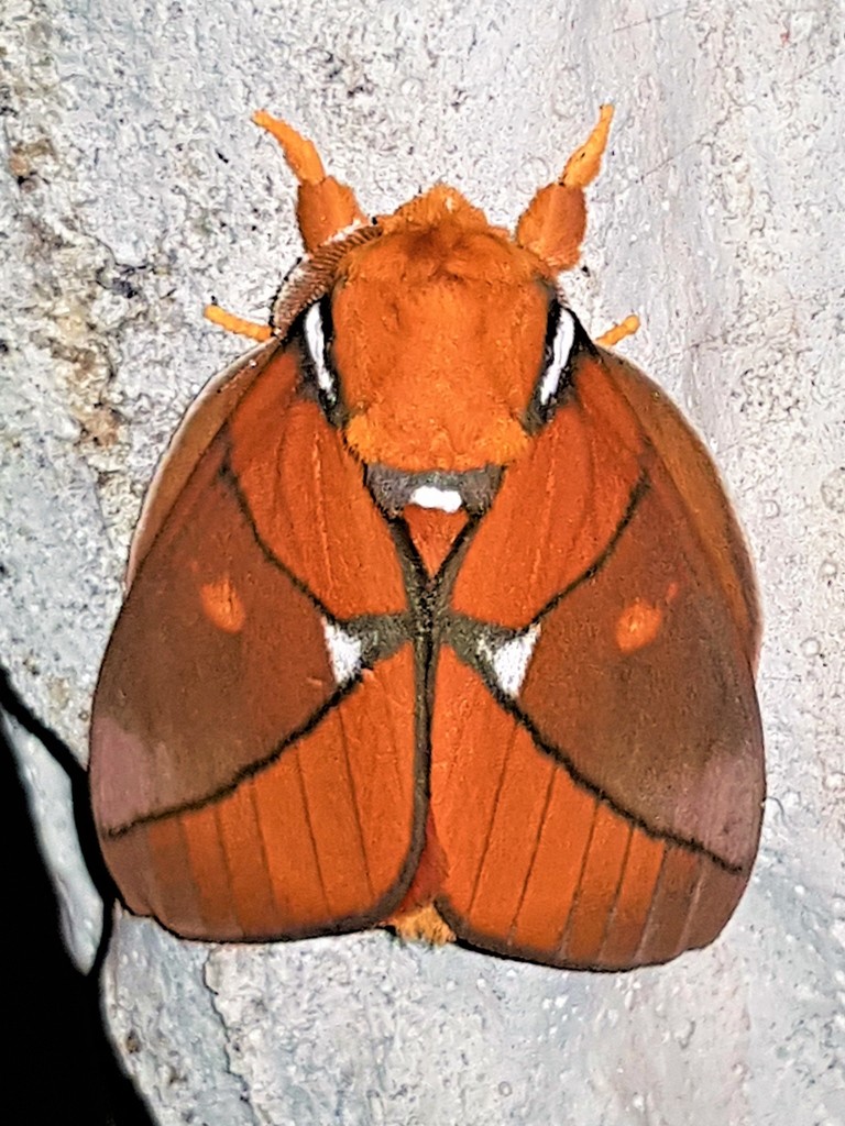 Schausiella polybia