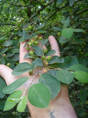 Cotoneaster multiflorus