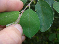 Cotoneaster multiflorus