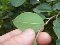 Cotoneaster multiflorus