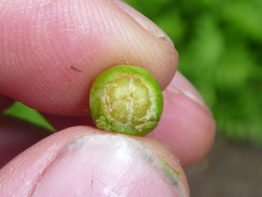 Cotoneaster multiflorus