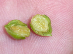 Cotoneaster multiflorus