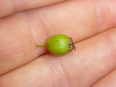 Cotoneaster multiflorus