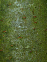 Cotoneaster multiflorus