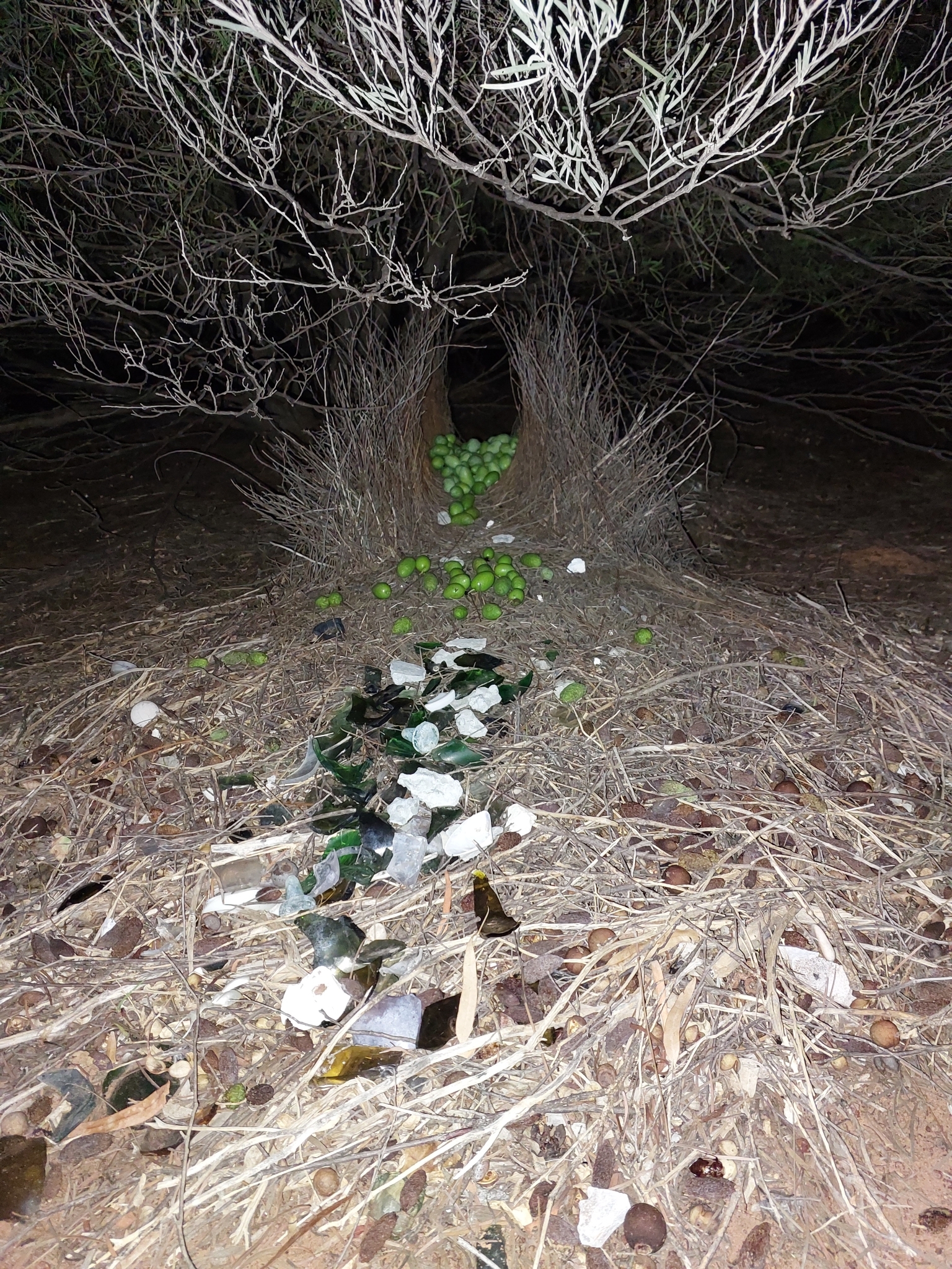 Western Bowerbird (Chlamydera guttata), photo 5