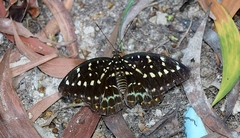Lexias pardalis