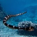 Serpiente de Mar de Cola Plana - Photo (c) emr_auckland, algunos derechos reservados (CC BY-NC)
