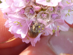 Philopedon plagiatum