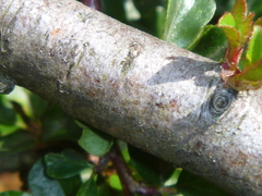 Cotoneaster adpressus