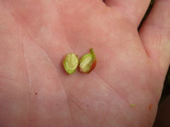 Cotoneaster adpressus