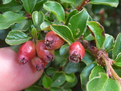 Cotoneaster adpressus