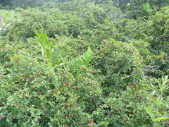 Cotoneaster adpressus