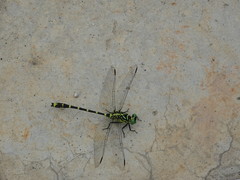 Burmagomphus collaris