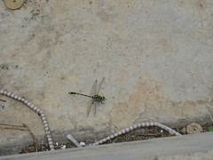 Burmagomphus collaris