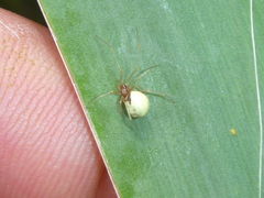 Neottiura bimaculata