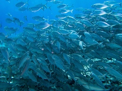 Caranx