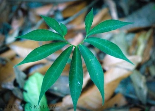 Sauromatum horsfieldii