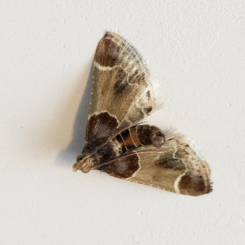 Meal moth