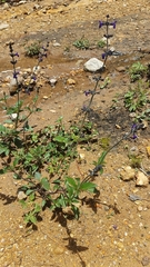 Salvia oblongifolia