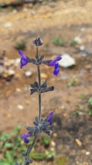 Salvia oblongifolia
