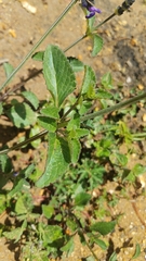 Salvia oblongifolia