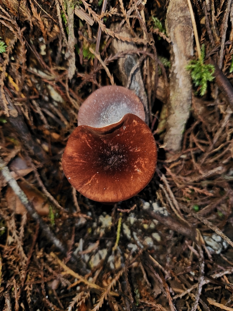 Marasmius elegans · February 2025 · photo: © archie_tarn (iNaturalist, cc-by)