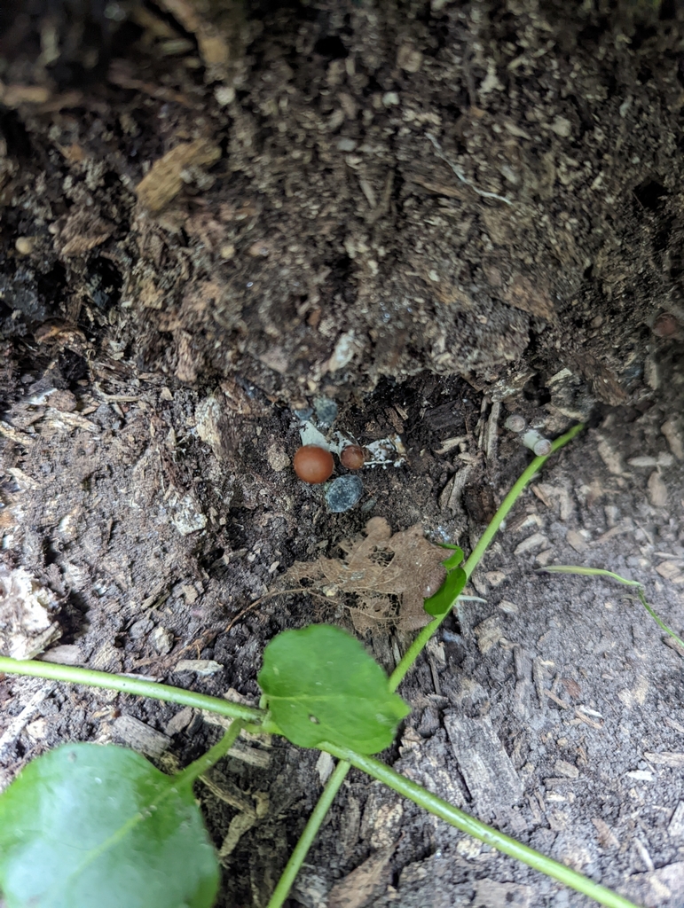 Psilocybe subaeruginosa · January 2025 · photo: © eosthusiast (iNaturalist, cc-by)