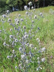 Magnoliopsida