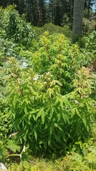 Digitacalia jatrophoides