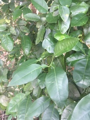 Citrus × aurantium
