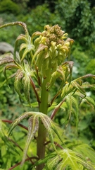 Digitacalia jatrophoides