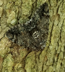 Catocala lacrymosa