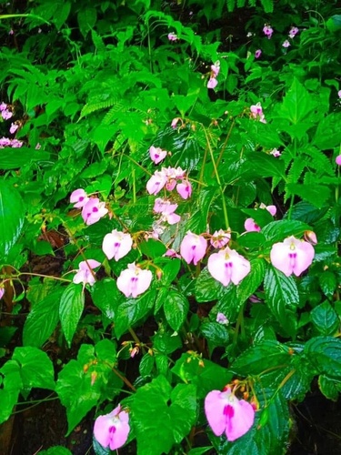 Impatiens allanii