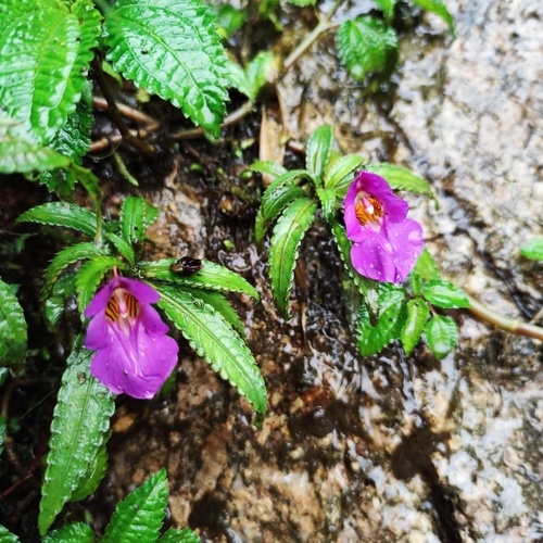 Impatiens gongshanensis
